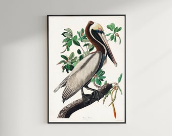 ペリカンプリント、アンティーク鳥の絵、ヴィンテージの絵のポスター壁アート装飾、ブラウンペリカン、鳥の絵、鳥のアート | COO305