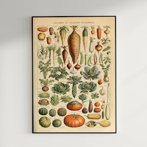 Gemüse Chart- Gemüse Diagramm- Hülsenfrüchte- Hülsenfrüchte Poster- Gemüse Poster- Küchen Wandposter- Biologie Wandkunst- Geschenk