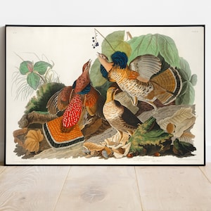 Grouse Print, Antique Bird Painting, Vintage Drawing Poster Wall Art Decor, Ruffed Grouse, bird nursery decor, bird nest painting