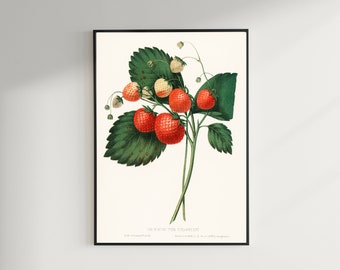 Erdbeere Print, Vintage botanisches Plakat Wand-Kunst-Dekor, Kiefer Erdbeere, Küchenkunst, Aquarell Obst, Obstdrucke | CO632