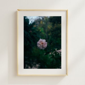 Bomba kwiatowa-impresja de fleurs, Photographie minimalistyczne, Photographie d'art, Cadeau parfait, mural artystyczny, dekoracja wewnętrzna