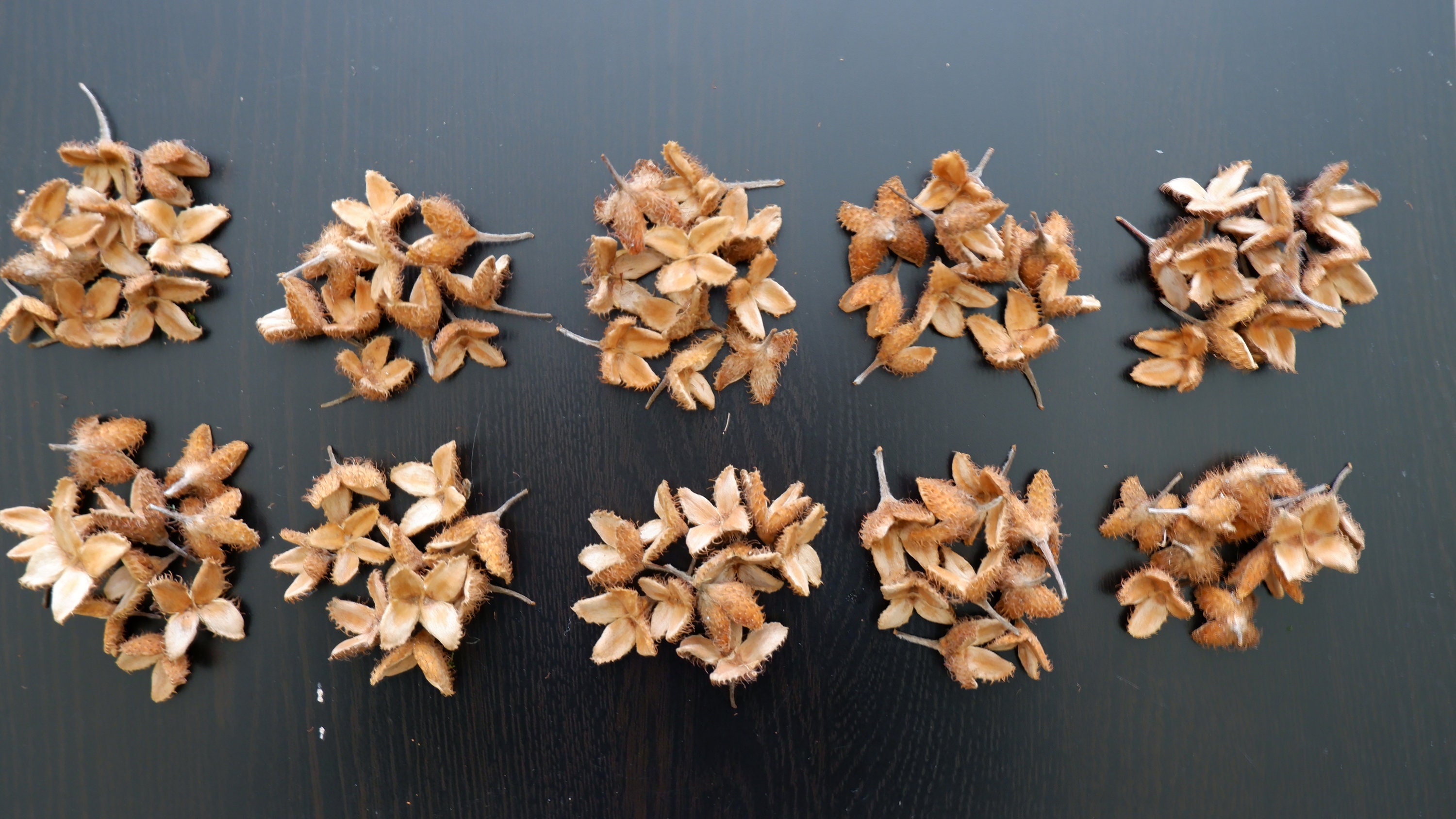 100 Beech Tree Seeds Nut Pods Natural Wreath Decoration Etsy