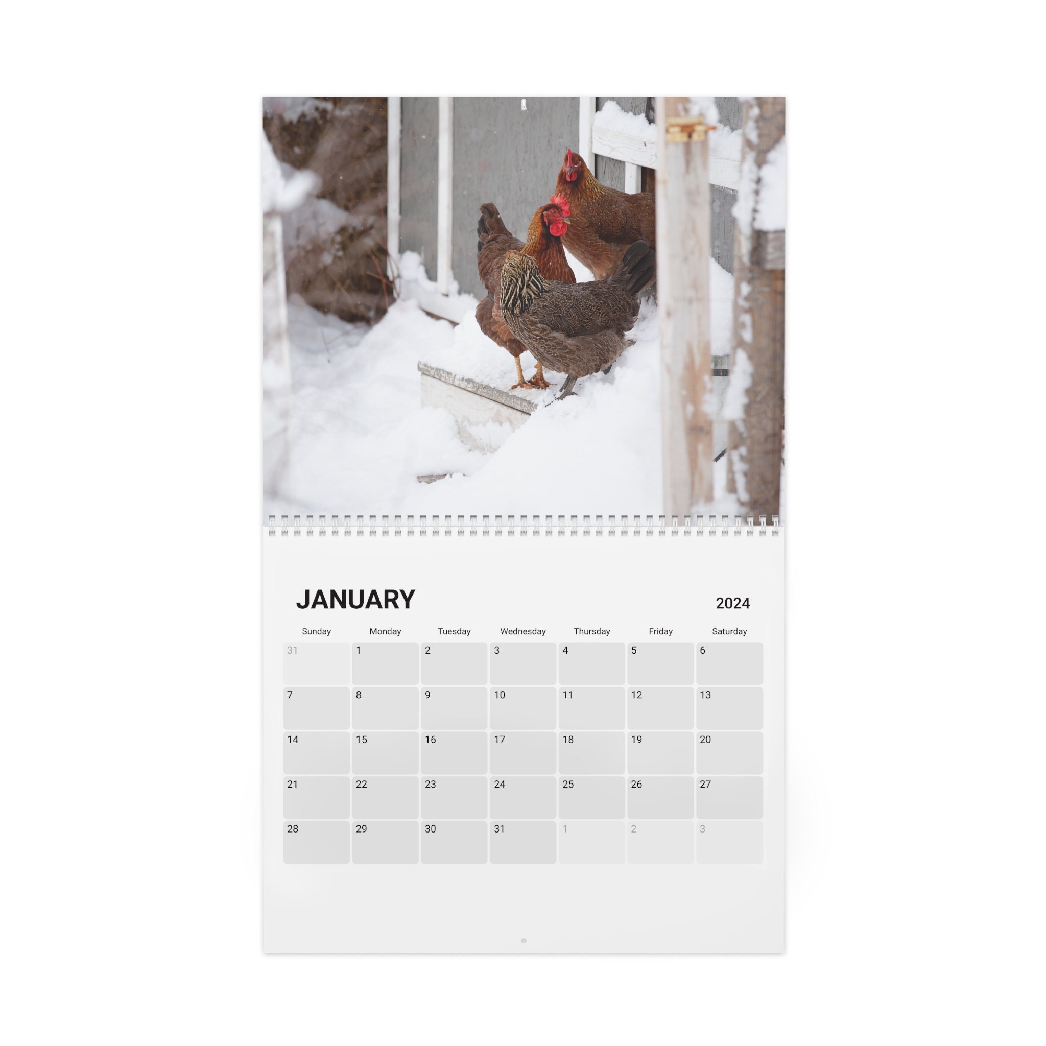 Chloe's Crazy Chickens Calendar 2024 Fun Chicken Calendar Chicken