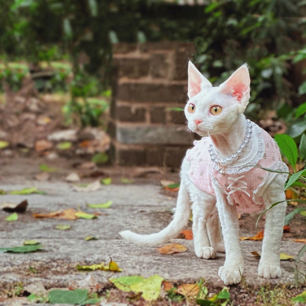 Hairless Cat Dress Etsy