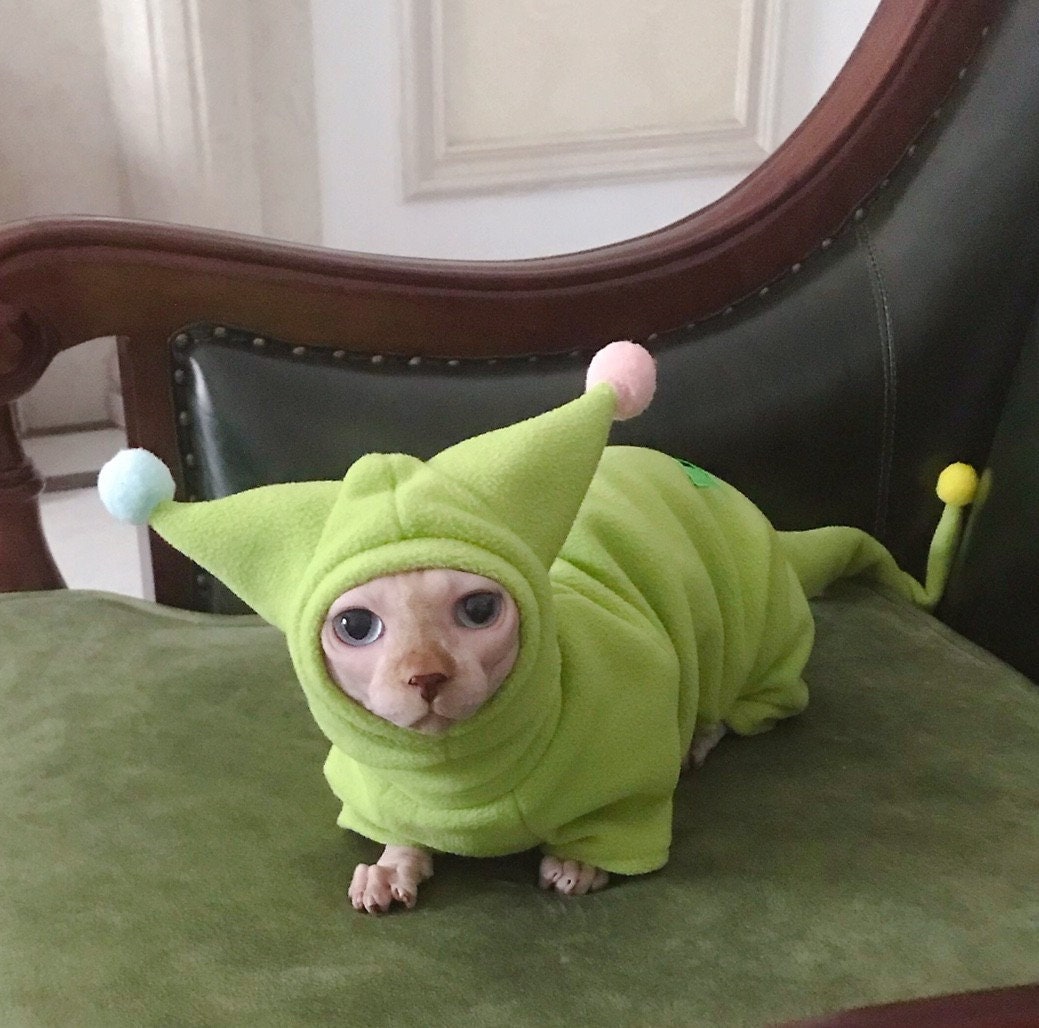 Kitten clothes for store cats