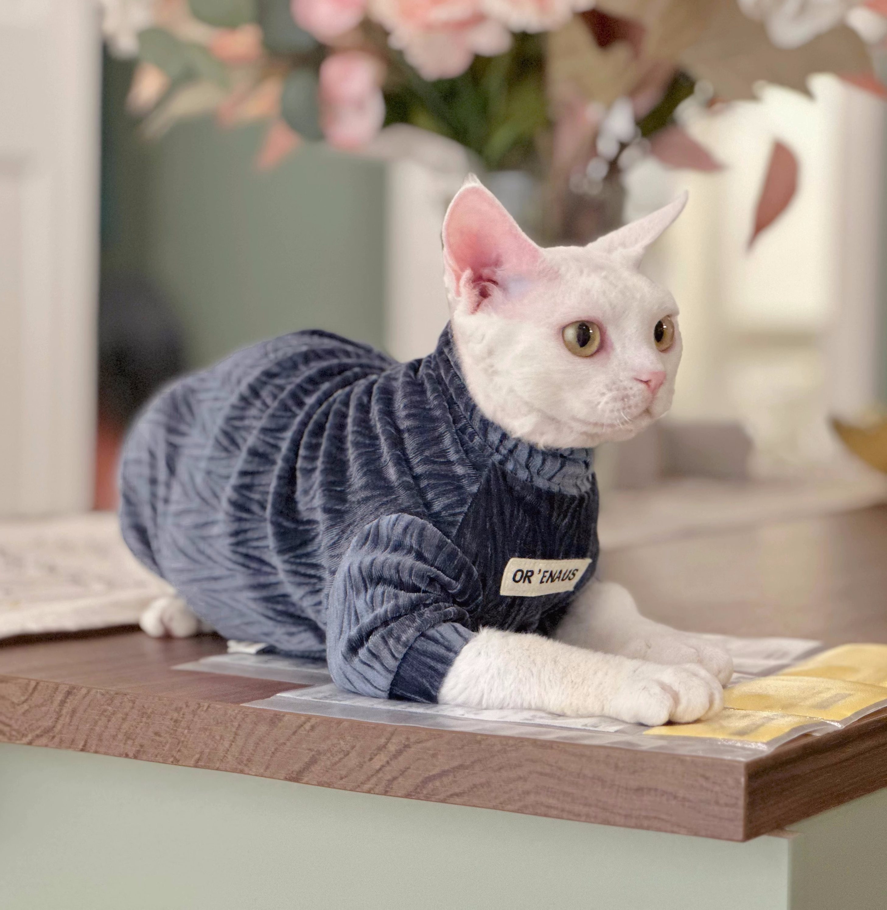 Boy deals cat clothes