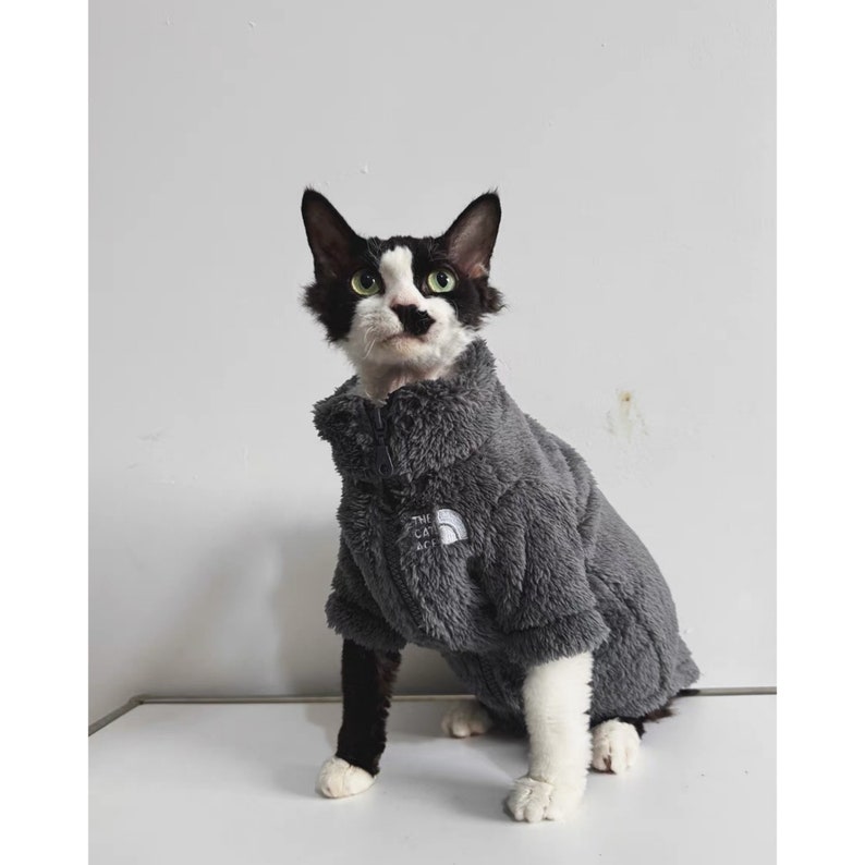 Vêtements pour chats sans poils Sphynx 4 couleurs, veste d'hiver chaude à fermeture éclair pour chaton, vêtements pour chat Bambino Devon Rex Sphynx image 6