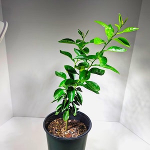 May include: A small green citrus tree growing in a black plastic pot. The tree has several branches with green leaves.