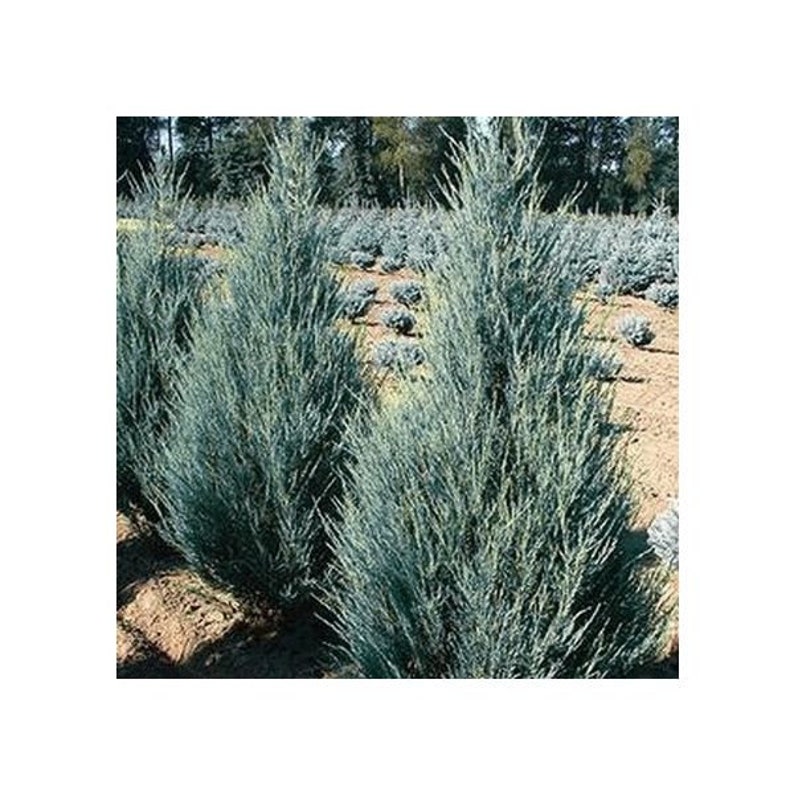 Blue Arrow Juniper Etsy