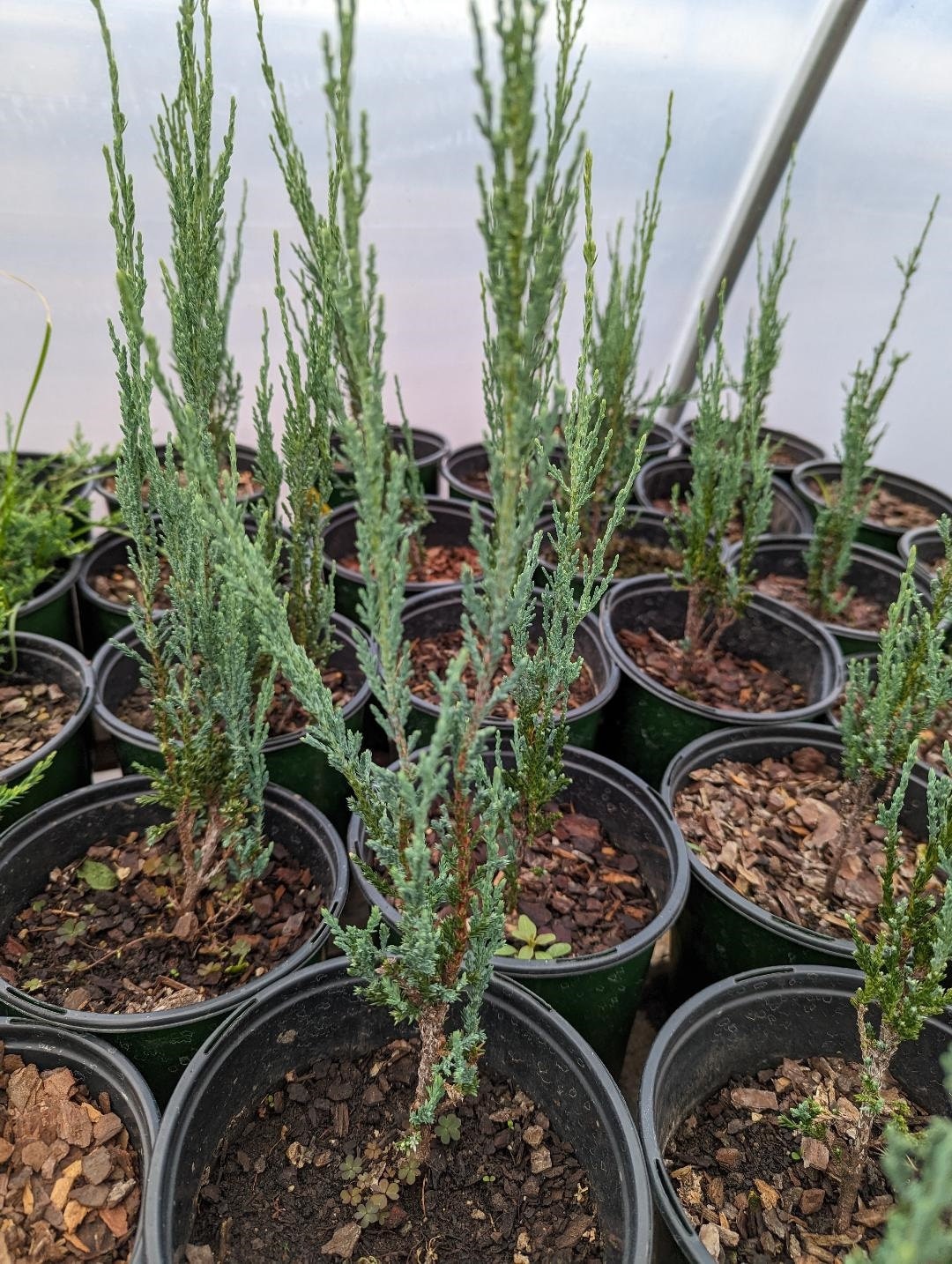 Blue Arrow Juniper Etsy