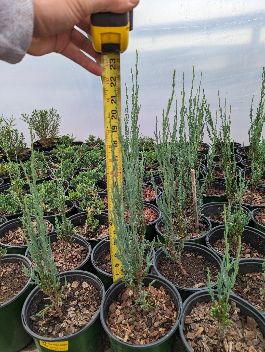 Blue Arrow Juniper Etsy