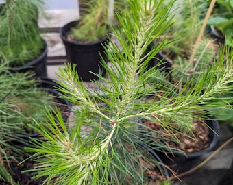 Short Leaf Pine Seedlings 16"-18"