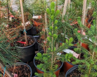 White Spruce 16-24" 1 Gallon Pot