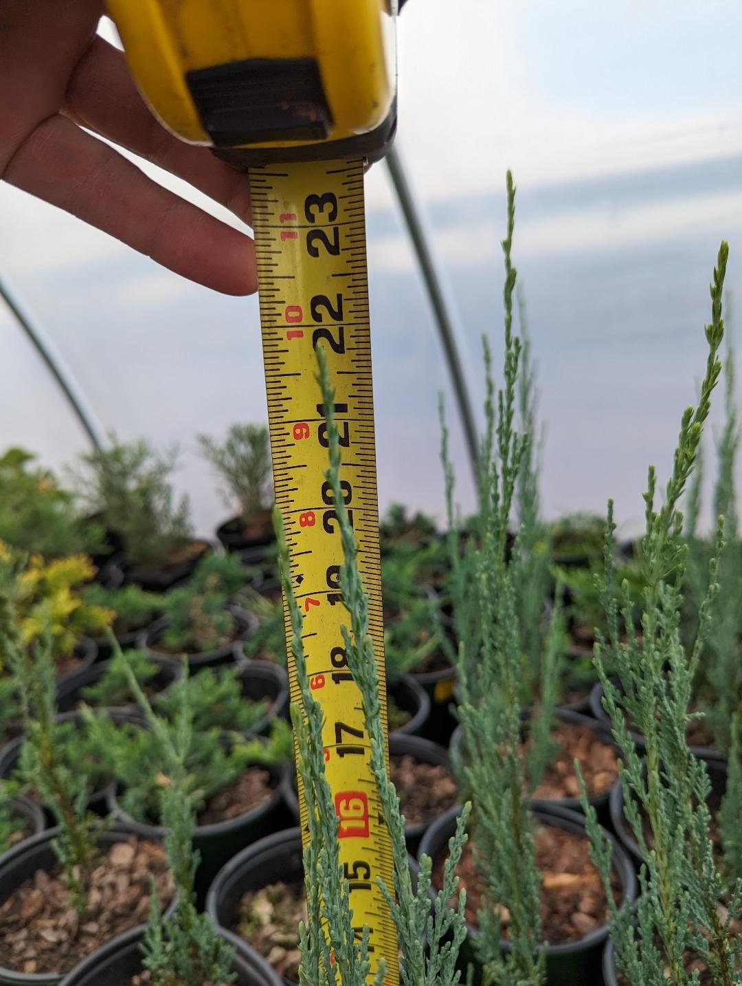 Blue Arrow Juniper Etsy