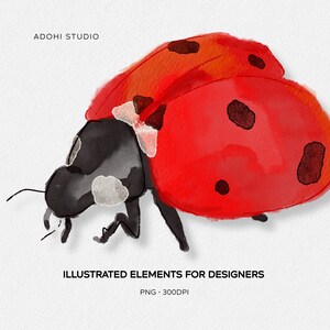 Hand‑Drawn Watercolor Ladybug Clipart | PNG Illustration, Whimsical Design Element, Commercial Use Digital Download