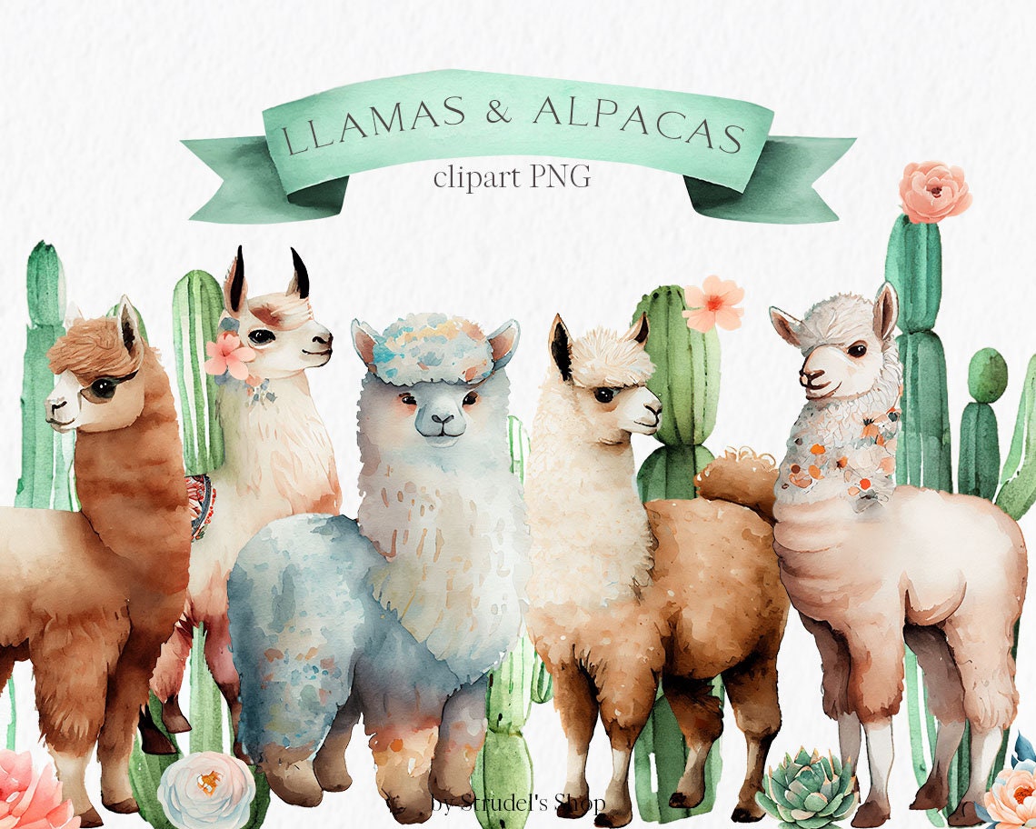 Llama, Alpaca, Camelid, Cartoon, Beak, Live, Terrestrial Animal, Snout  transparent background PNG clipart