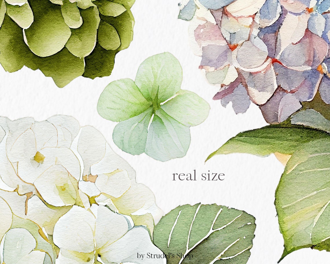 White & Green Hydrangea Flower Watercolor Clipart PNG - Etsy