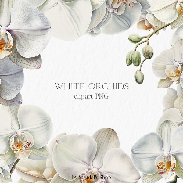 Orchidee bianche acquerello Clipart PNG - disegno di sublimazione del fiore disposizione floreale botanica invito a nozze #b26