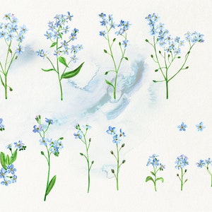 May include: A collection of watercolor illustrations of forget-me-not flowers in various sizes and arrangements. The flowers are a light blue color with green stems and leaves. The illustrations are set against a white background with a light blue watercolor wash.