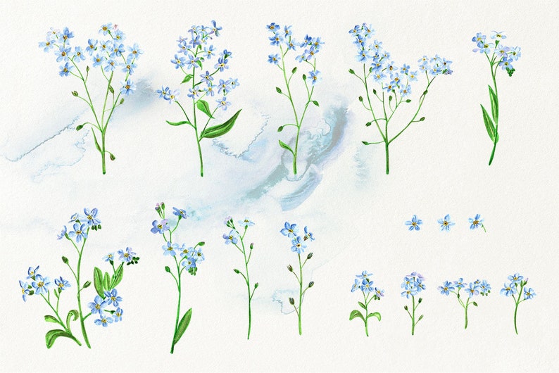 May include: A collection of watercolor illustrations of forget-me-not flowers in various sizes and arrangements. The flowers are a light blue color with green stems and leaves. The illustrations are set against a white background with a light blue watercolor wash.