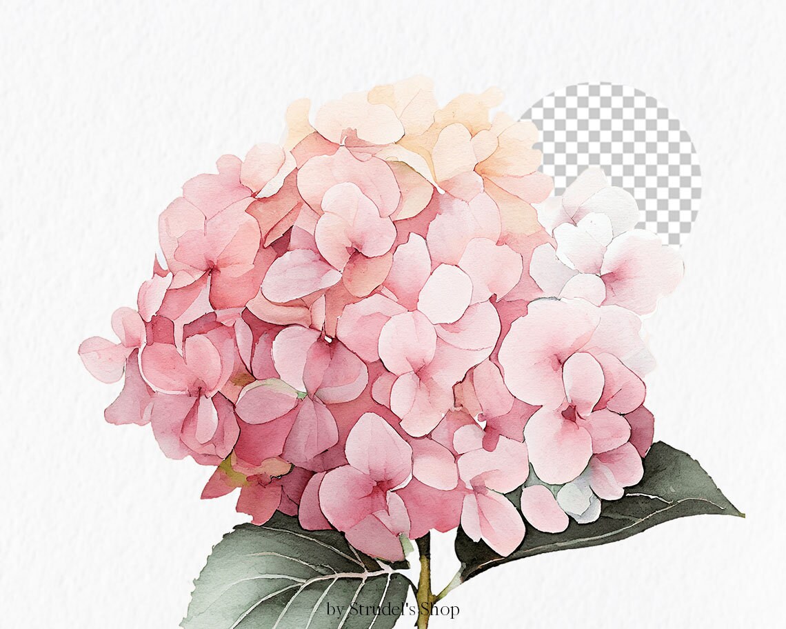 Pink & Blue Hydrangea Flower Watercolor Clipart PNG - Floral Wedding ...