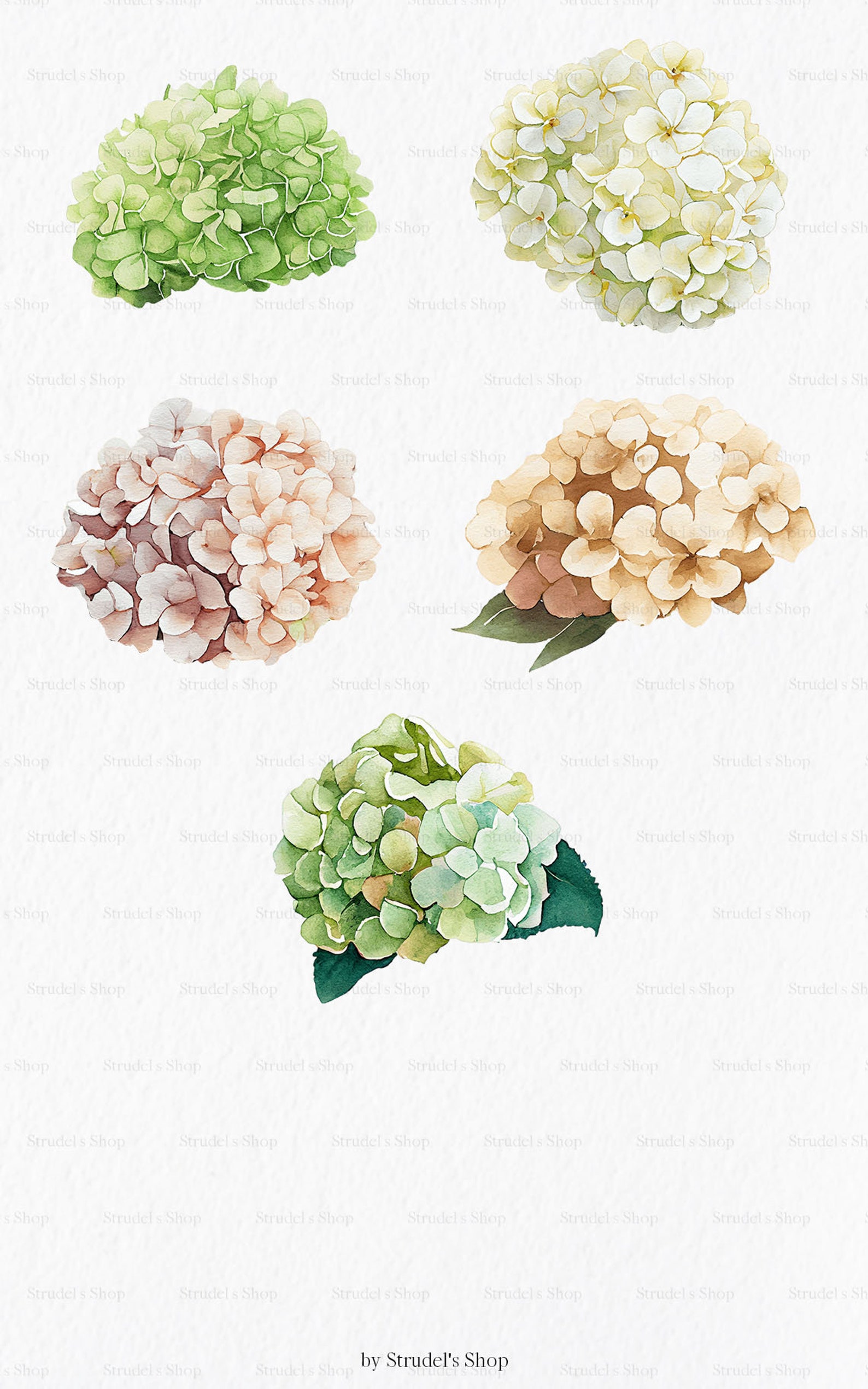 White & Green Hydrangea Flower Watercolor Clipart PNG - Etsy