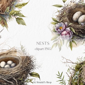 Nids Aquarelle Clipart PNG - Pâques printemps oiseaux oeufs nature #b60