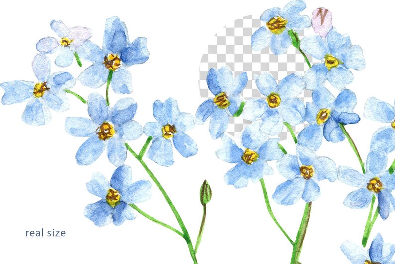 May include: Watercolor painting of a cluster of blue forget-me-not flowers with yellow centers. The flowers are arranged in a bouquet with green stems and leaves.