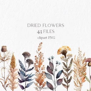 Fleurs sèches aquarelle Clipart PNG - fleurs sauvages pressées fleurs herbier floral été fleurs sauvages mariage #b34