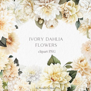 Dália branca flores aquarela Clipart PNG - elementos florais boho casamento marfim convite de casamento neutro #b55