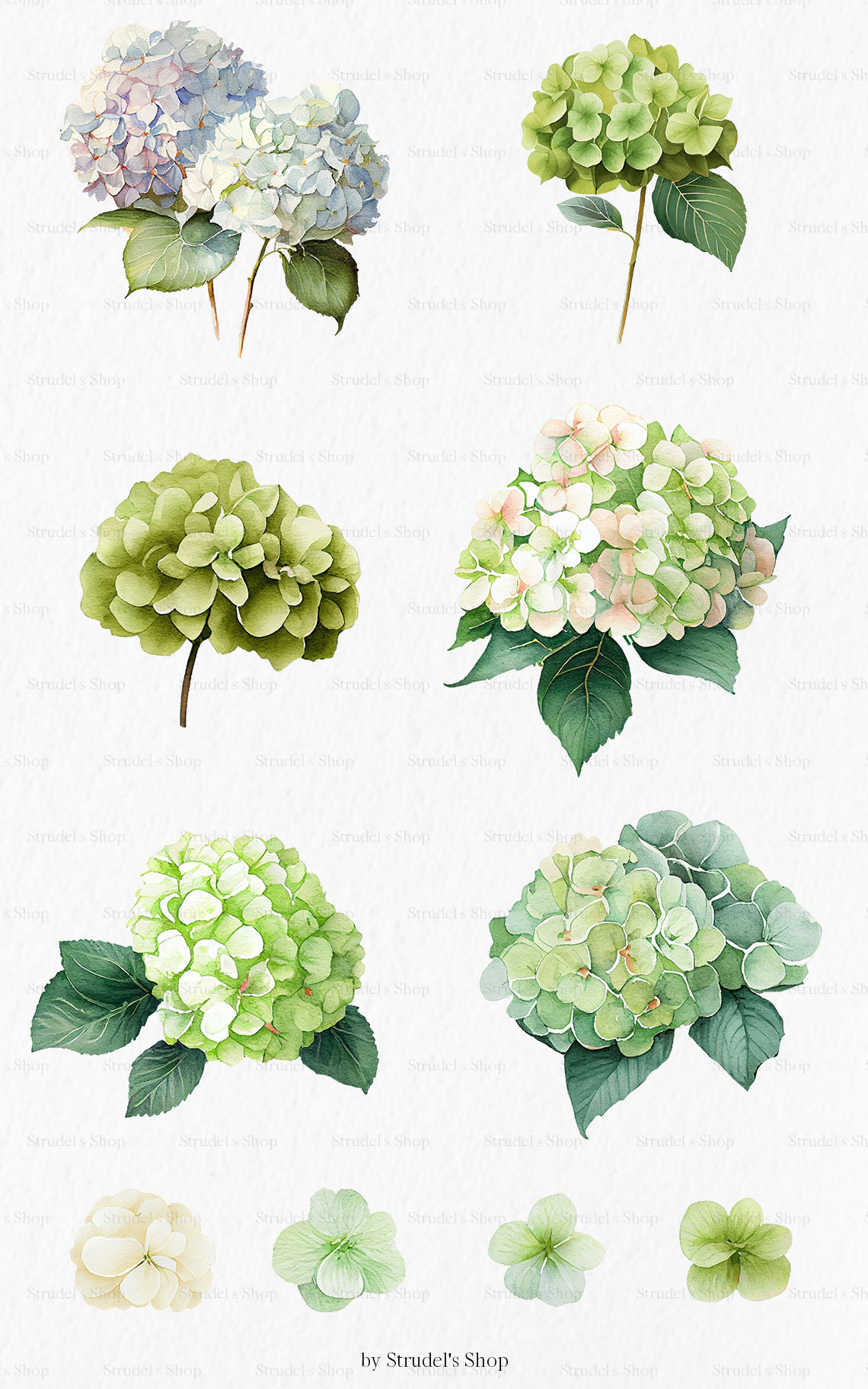 White & Green Hydrangea Flower Watercolor Clipart PNG - Etsy