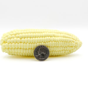 Picture of the soap laying on it side to show width of the corn. The quarter is again used for size and takes up about half the height of the corn.