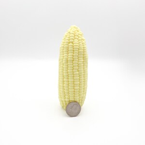 Picture Of the corn on the cob soap standing vertical with a quarter showing the actual size of the soap. The quarter only takes up approximately 4 kernels high or about one sixth of the soap.
