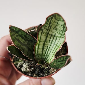 May include: A small potted Sansevieria plant featuring thick, wavy leaves with a variegated pattern of dark green and light silvery-green stripes. The leaves have distinct reddish-brown margins and are planted in a small, round brown plastic pot.