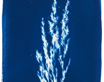 Cyanotype Digital Print | Wheat