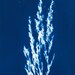 see more listings in the Cyanotypes section