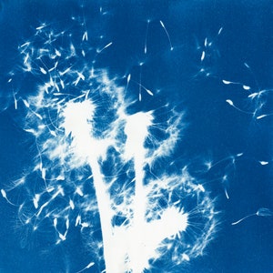 Cyanotype Digital Print | Dandelions