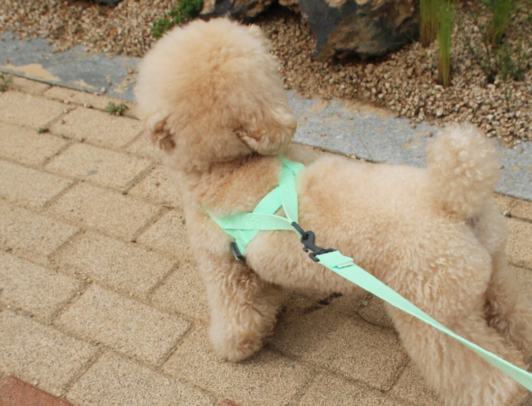 Neo Mint Dog Harness Leash Set Lshape Harness for Small Medium Large Dogs Adjustable Dog