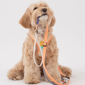 Air Mesh Dog Harness (Leash NOT included) Small Medium Large dogs Breathable Washable Soft Adjustable Harness for Puppy Dog Gifts Beige