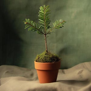 May include: A small evergreen sapling with vibrant green needles planted in a terracotta pot. The base of the plant is covered in a layer of textured green moss, and the pot features a simple, smooth, orange-brown clay finish.
