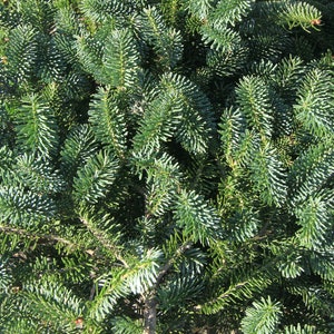 Maine Balsam Fir Tips Fresh Hand-Picked Boughs 3lbs for Wreath Making - Centerpieces - Christmas Holiday Display & Decoration - Free Postage