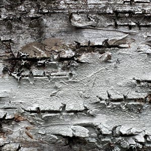 May include: Close-up of a tree bark texture with a light gray, cracked, and peeling surface. The bark has a rough, uneven texture with dark brown and gray patches.