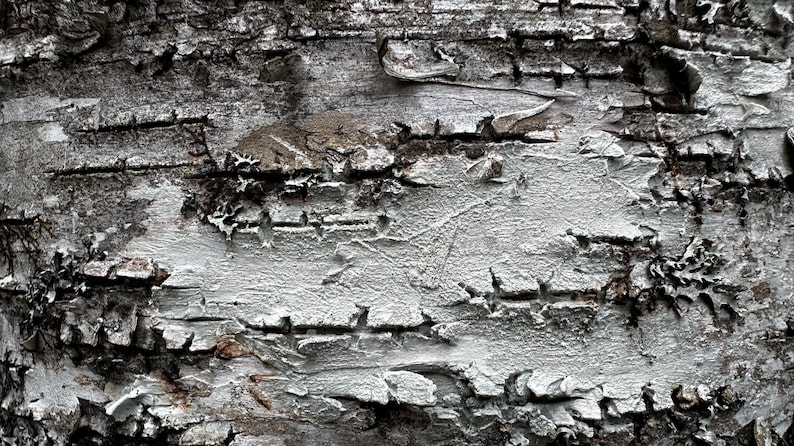 May include: Close-up of a tree bark texture with a light gray, cracked, and peeling surface. The bark has a rough, uneven texture with dark brown and gray patches.