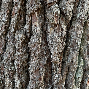 Bark Digital Download - 5 Bark Paper Nature Images - DIY Craft Image - Scrapbooking - Desktop Background - Seasonal Crafts - Rustic