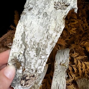 May include: A close-up of a piece of white birch bark with a rough, textured surface. The bark is peeling off in some areas, revealing the brown layer underneath. The bark is surrounded by brown, dried leaves.