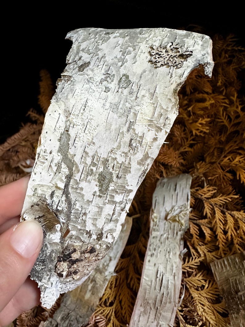 May include: A close-up of a piece of white birch bark with a rough, textured surface. The bark is peeling off in some areas, revealing the brown layer underneath. The bark is surrounded by brown, dried leaves.