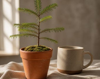 6-Inch Live Mini Christmas Tree — Potted Maine Balsam Fir for Desks & Small Spaces