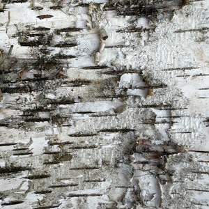 May include: Close-up of a birch tree bark texture. The bark is white with black lines and patches of dark gray. The bark is rough and textured.