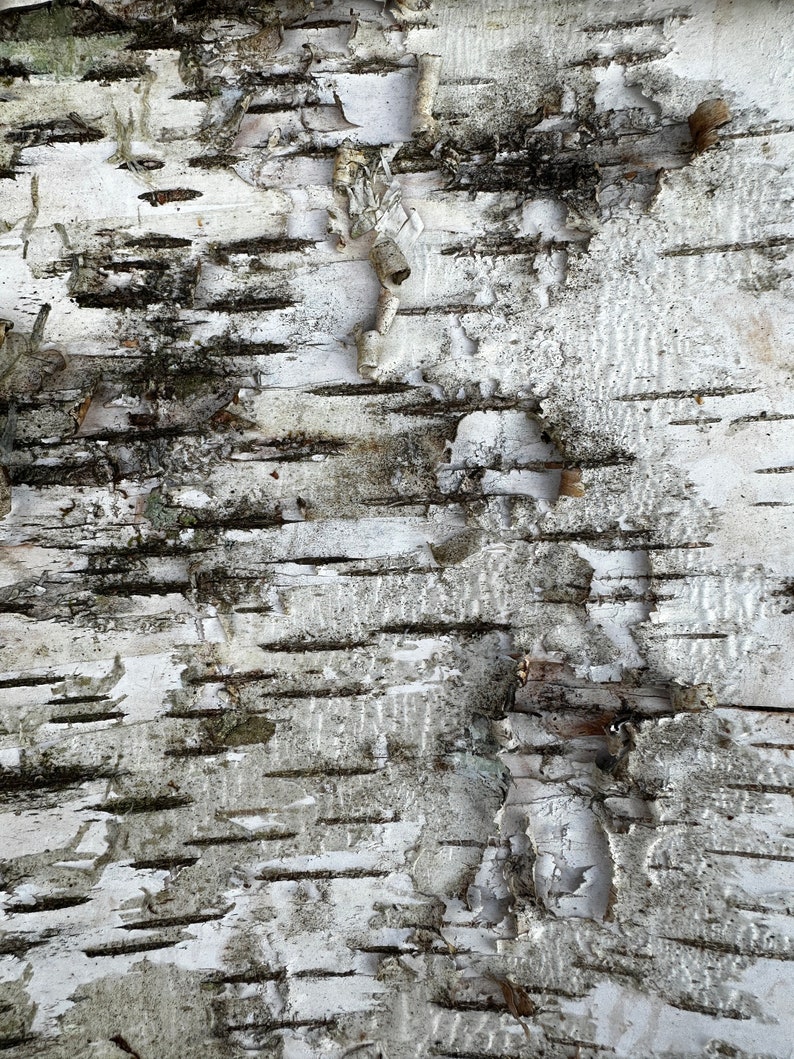 May include: Close-up of a birch tree bark texture. The bark is white with black lines and patches of dark gray. The bark is rough and textured.