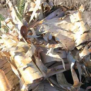 Curly birch bark pieces